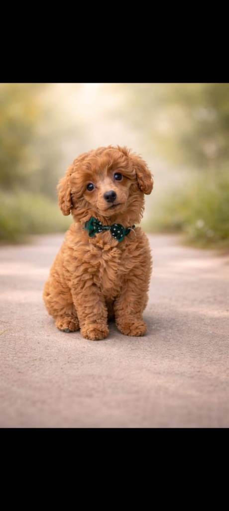 🔥 miniature poodle puppies 🔥