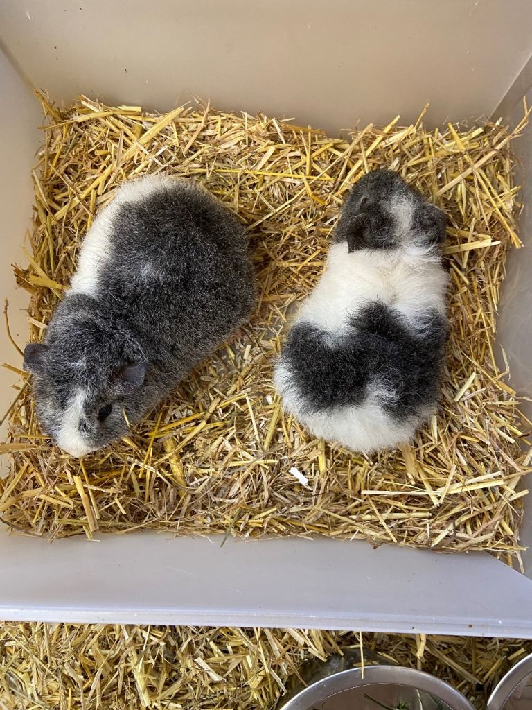 For Sale 2 Bonded Baby Male Teddy Guinea Pigs