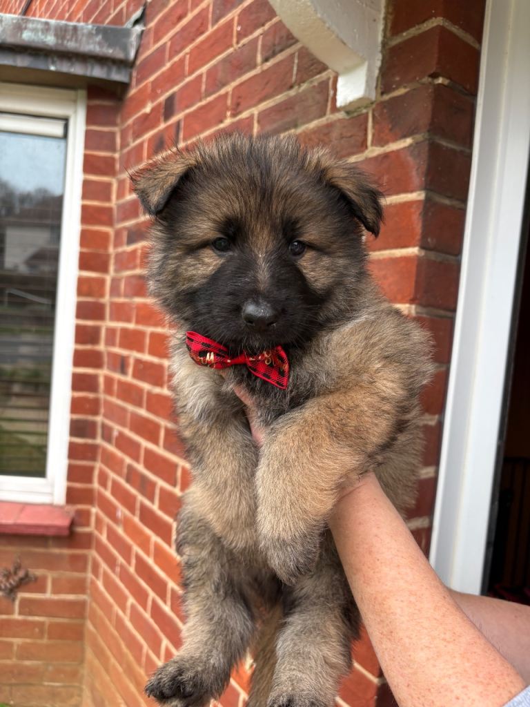 (2 boys remaining) Pure bred German Shepard puppies for sale 