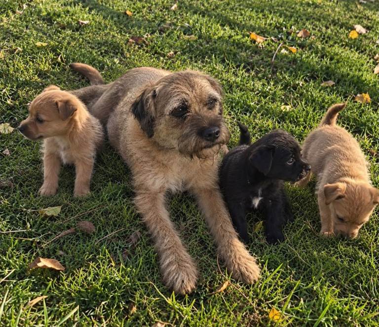 Border terrier x Staffordshire puppies