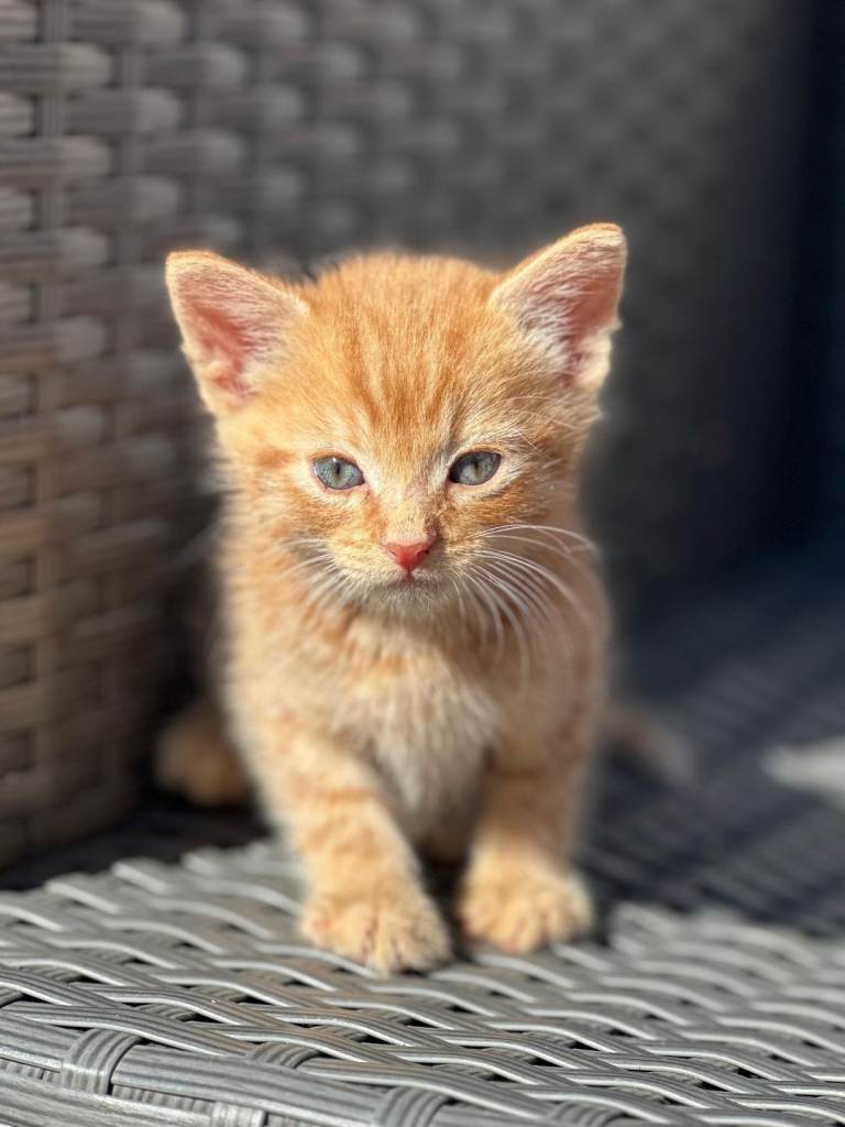 Adorable Family-Raised kittens for sale