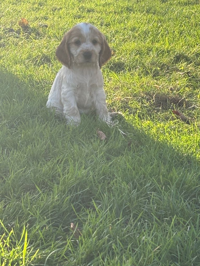 Cocker Spaniel Pups