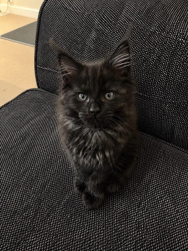 Maine coon kitten 