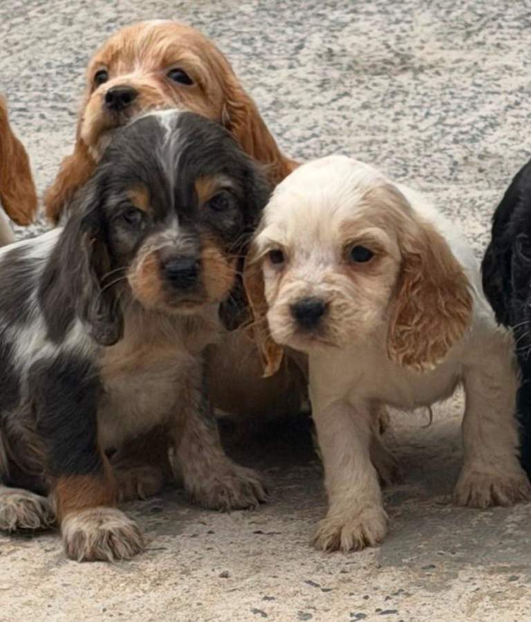 Cocker spaniel puppies 