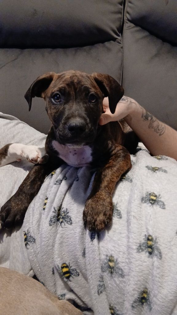 Presa canario