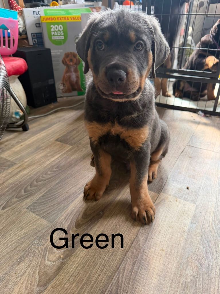 Friendly Rottweilers gorgeous pups
