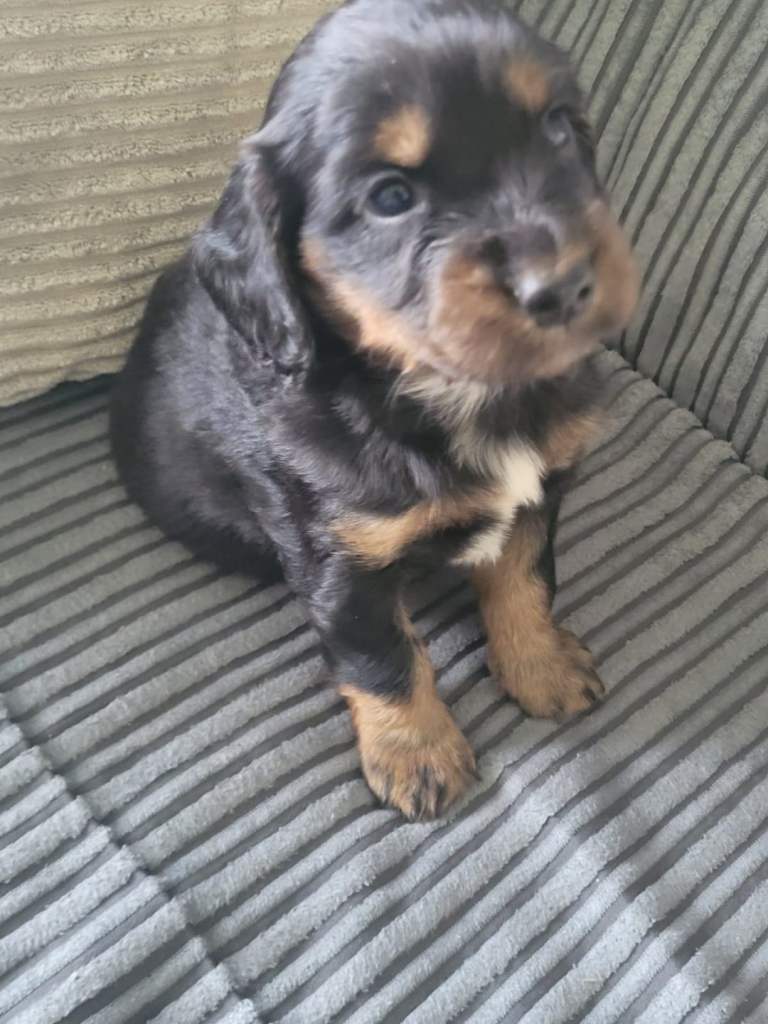 Cocker spaniel pup