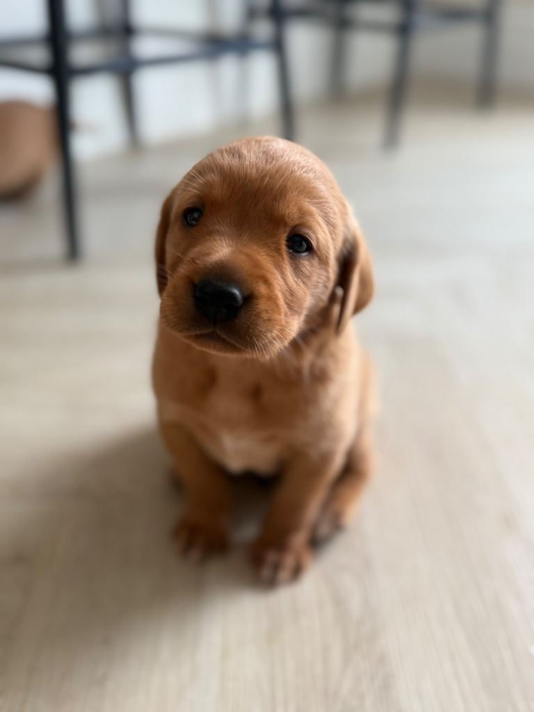 Beautiful Labrador Puppies Looking for Their Forever Homes