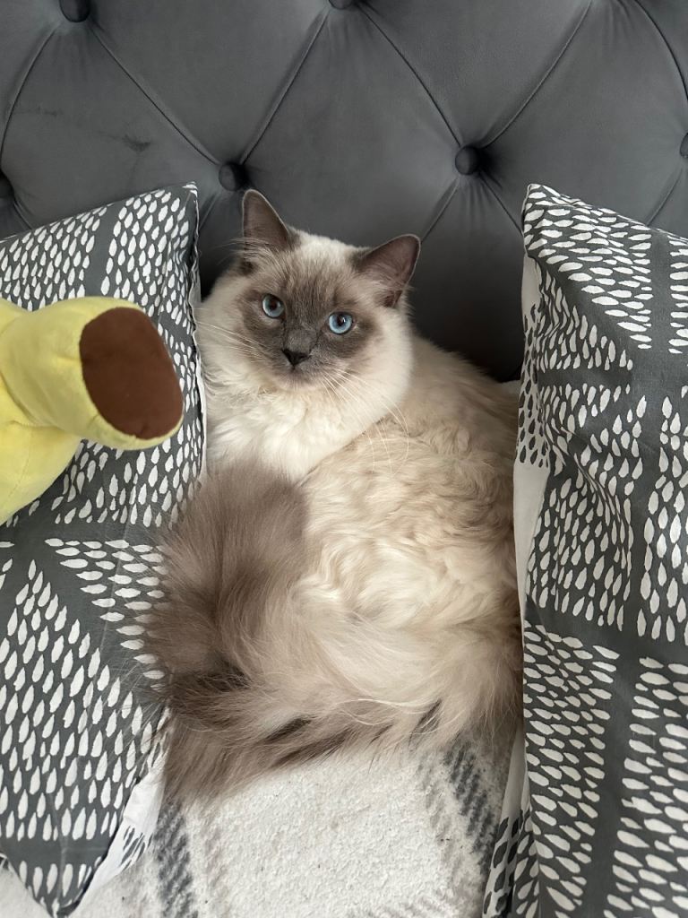 1 Year old Ragdoll boy