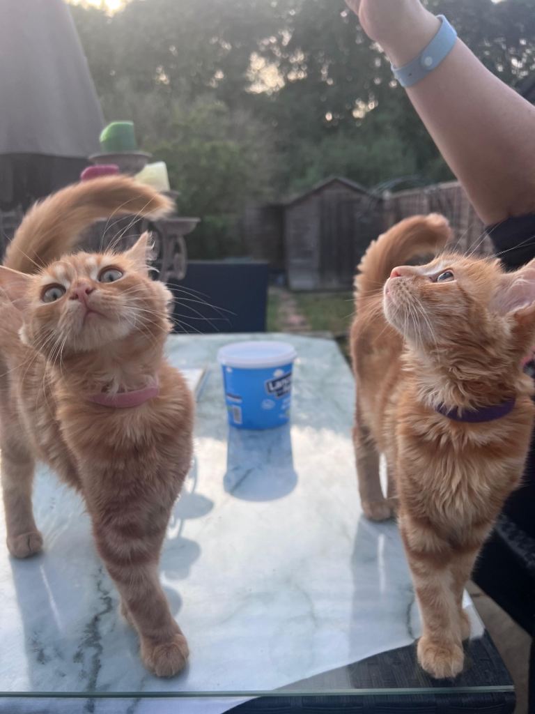 Nala and Misi