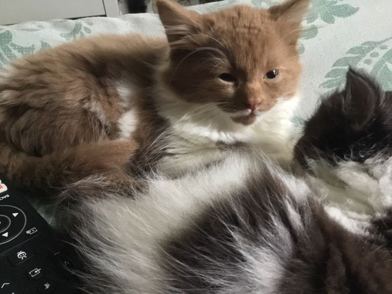 😍GORGEOUS SEMI-LONGHAIR CHANTILLY TIFFANY KITTENS 