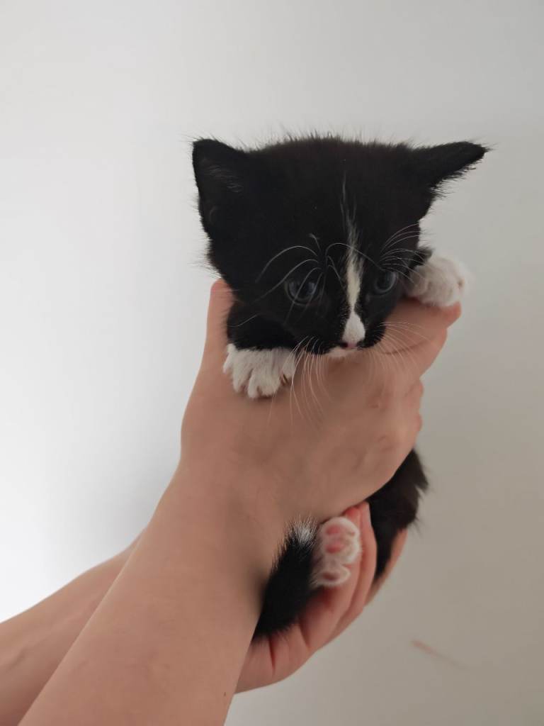 Black and white male kitten left