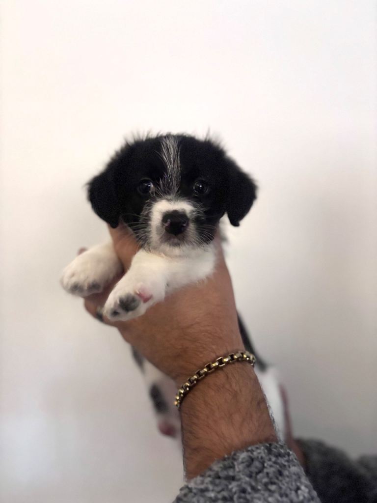 3 x Bichon Maltese mixed puppies 