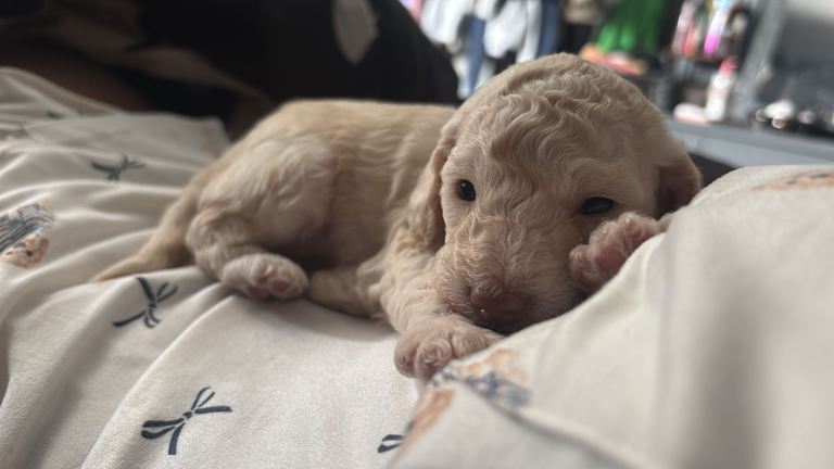 Golden doodles 