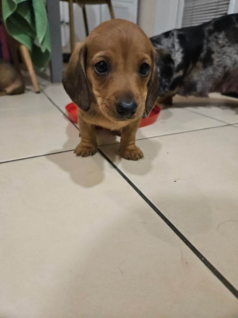 Miniature Dachshunds for sale **only 2 boys left now**