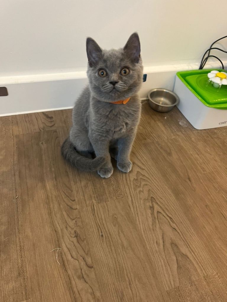 Pedigree British shorthair kittens 