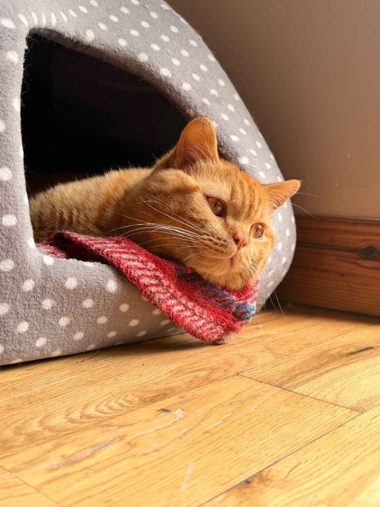 British Shorthair Kitten for rehoming 