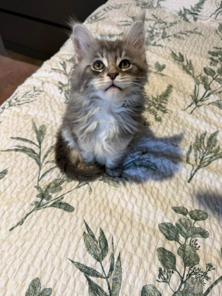 Purebred Maine Coon Kittens