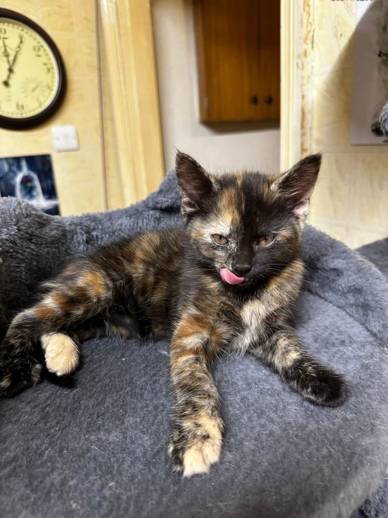 black kittens for sale