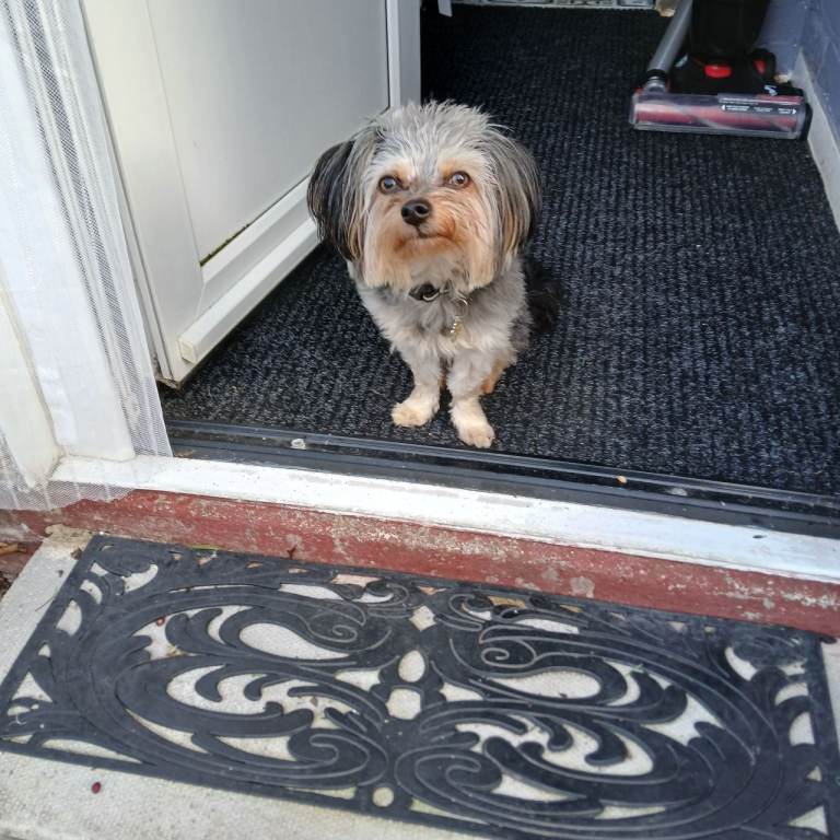 MALE 12MTH OLD YORKIE X
