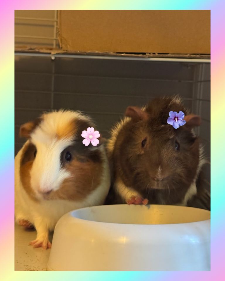 Guinea Pigs for Adoption – Cage & Accessories Included