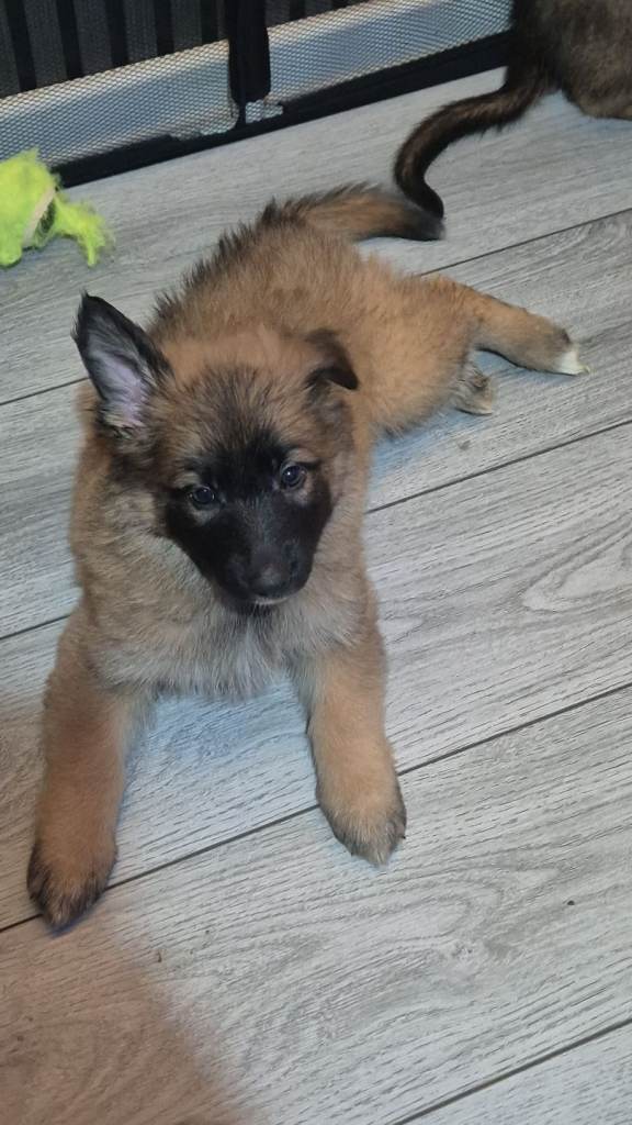 PRICE REDUCED FOR LAST 2FEMALES FULL GERMAN SHEPHERD PUPPIES