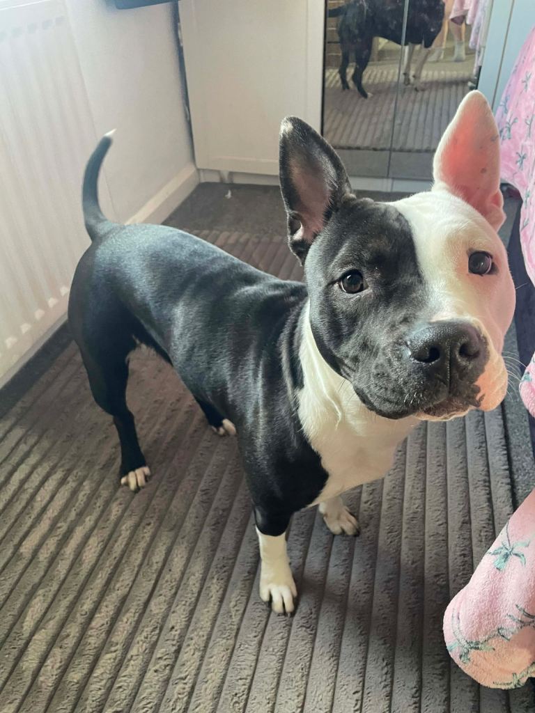 Staffy cross collie 