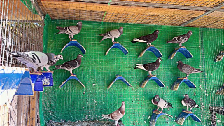 Racing pigeon 