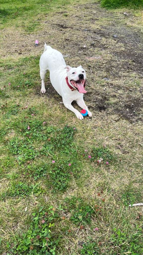 Staffy for sale