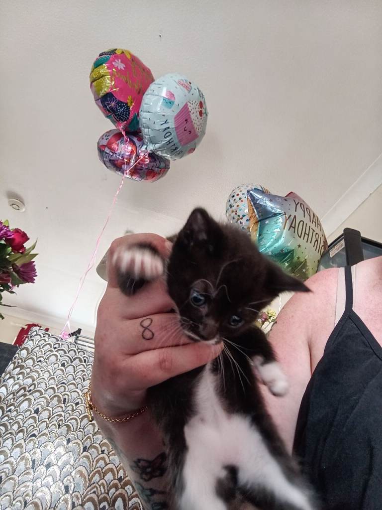Kittens for sale.