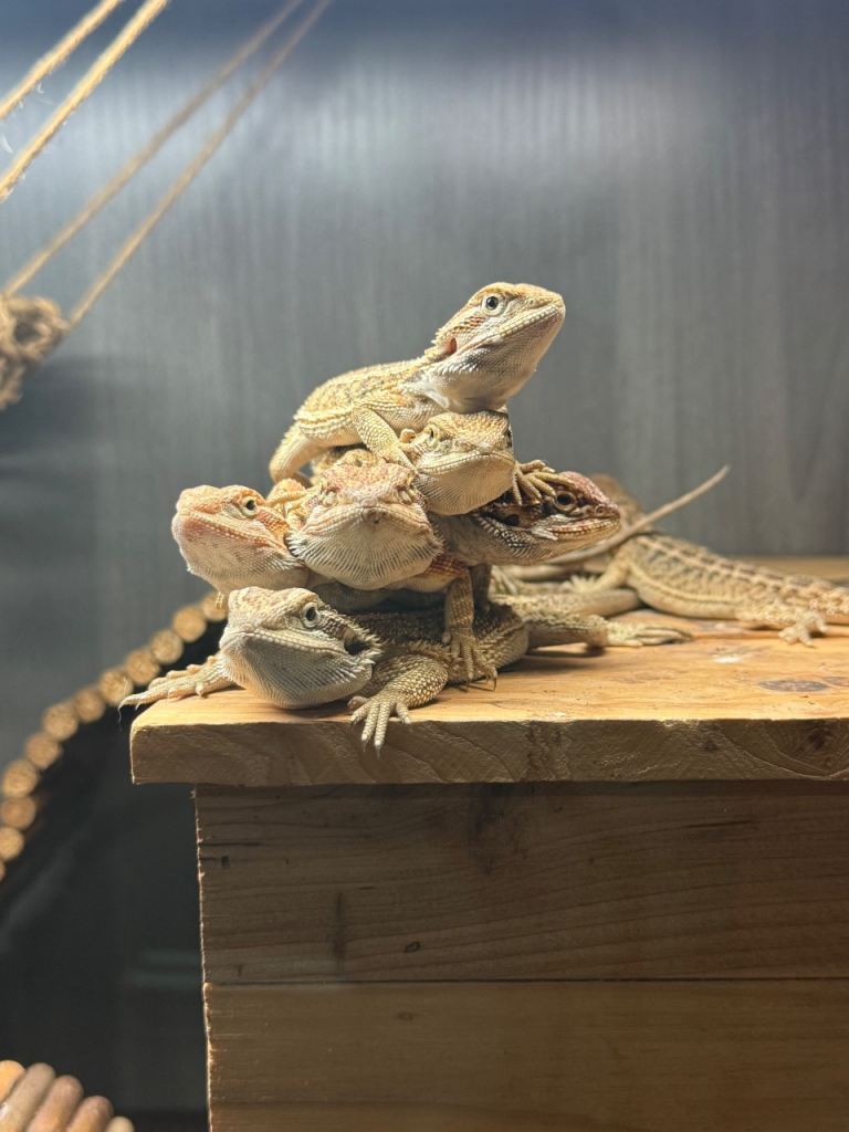 Baby Bearded Dragons