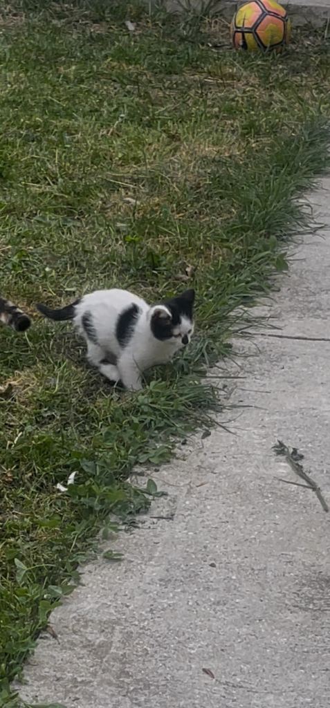 Kitten 