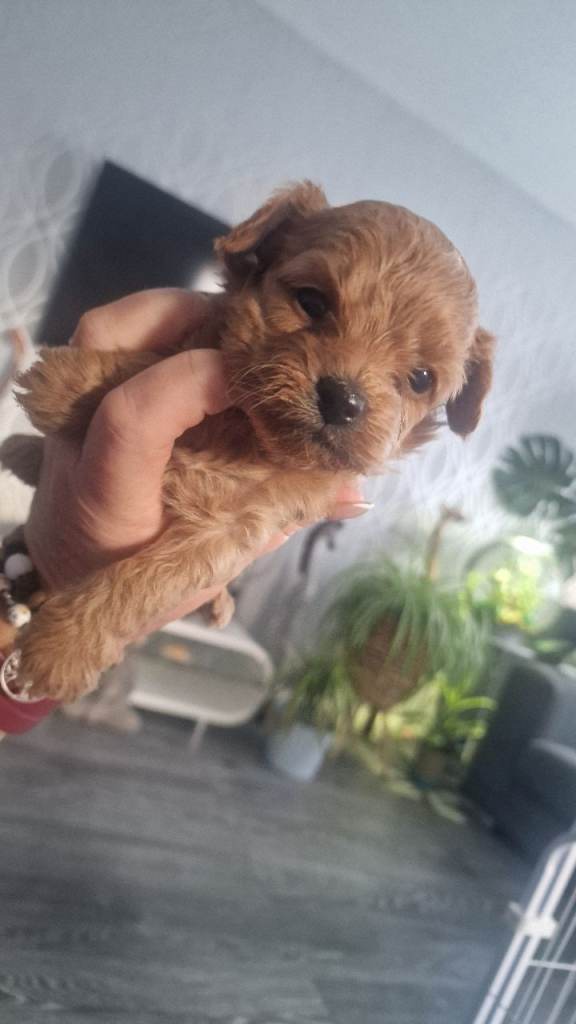 Asian toy poodle cross long haired chihuahua ... poochis