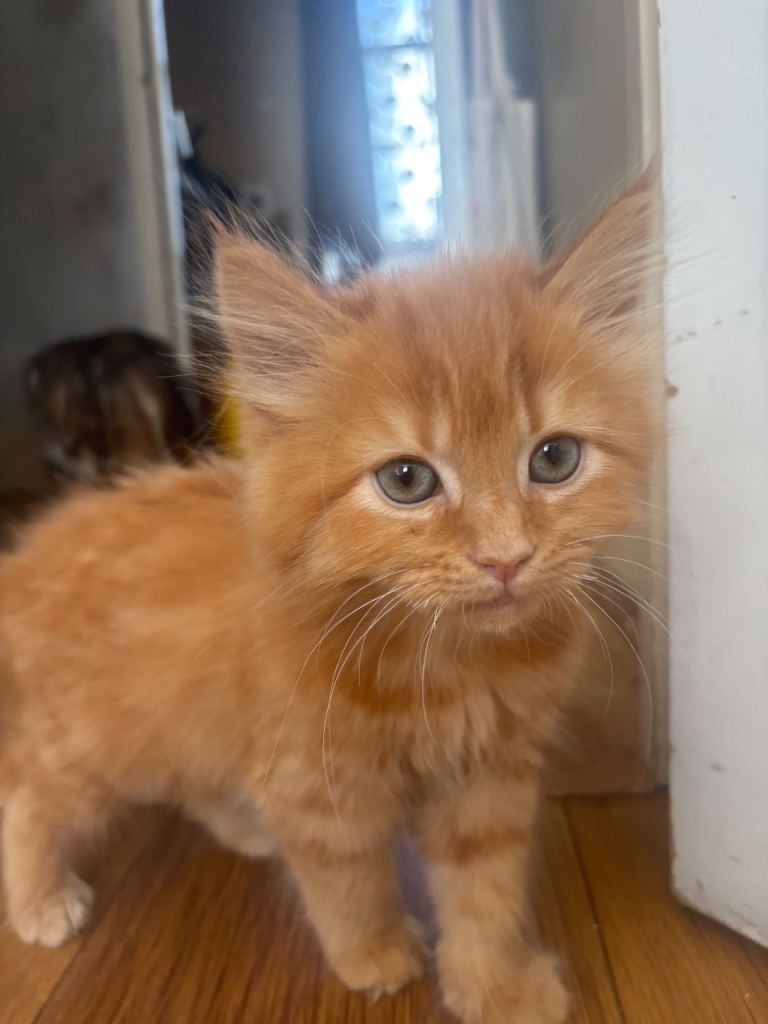 Fluffy Ginger Male Kitten