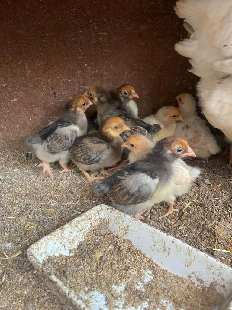 Chicken 