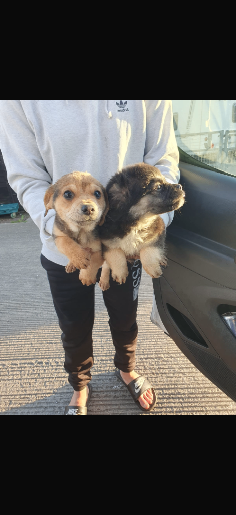 Jack Russell puppy’s 