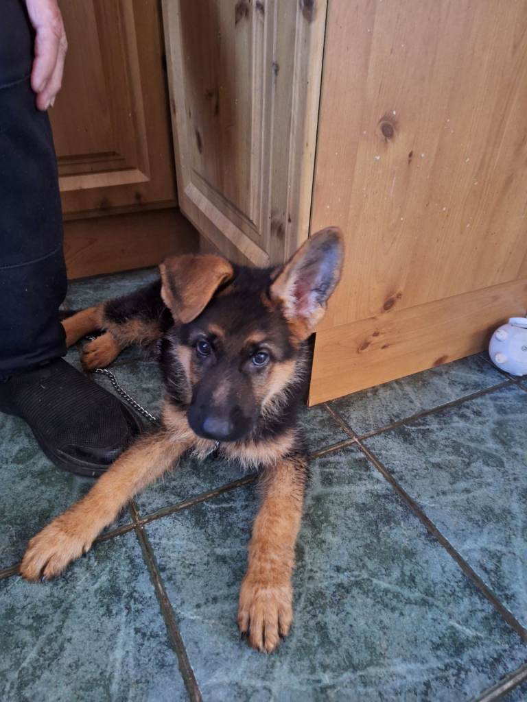 German Shepherd pup