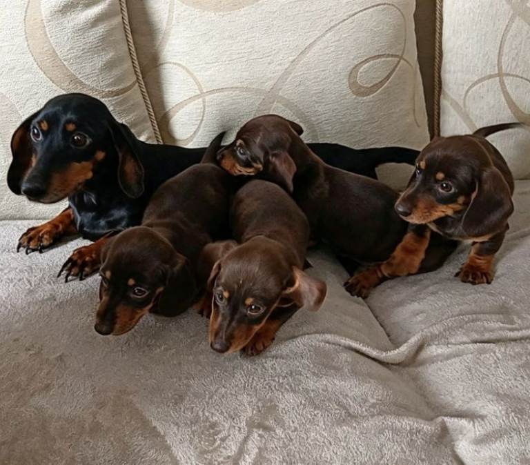 Standard dachshund puppies