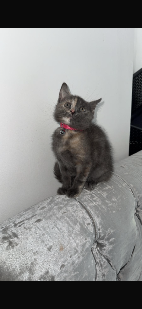 Beautiful baby girl 