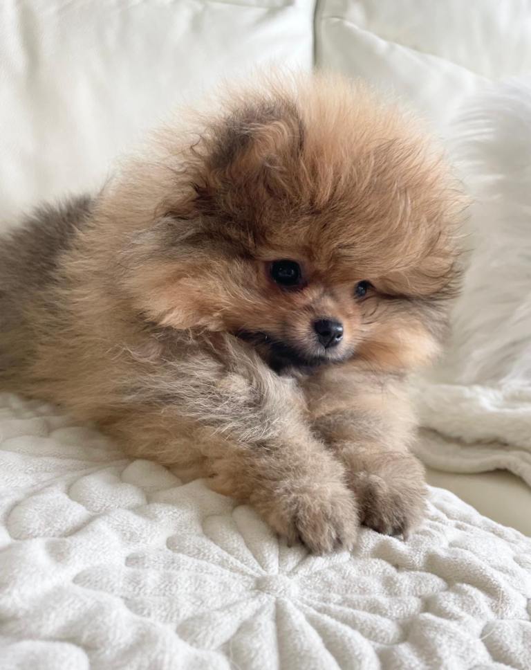LAST KC BEAUTIFUL BOY POMERANIAN PUPPY 