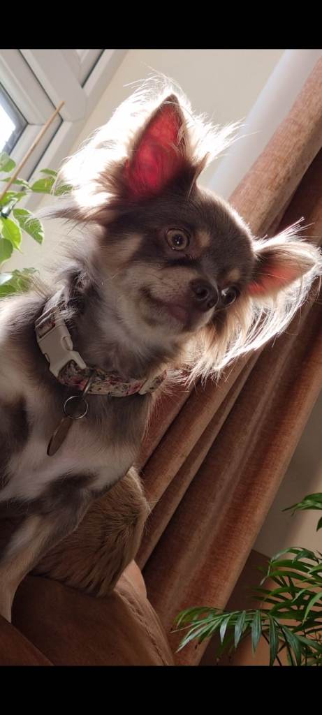 Pedigree female chihuahua 