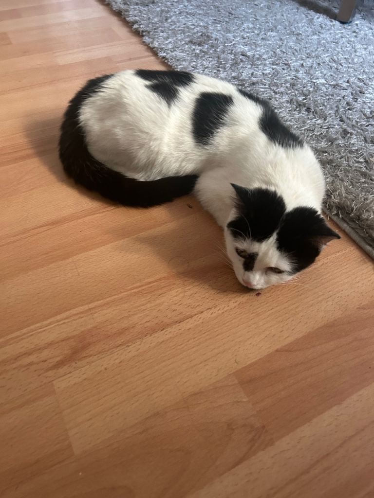 Cat for sale