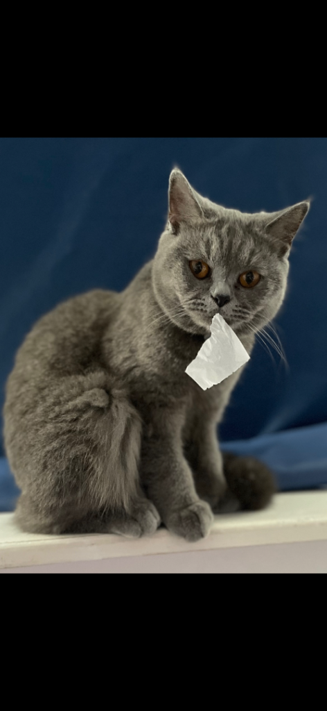 Mixed British shorthair 