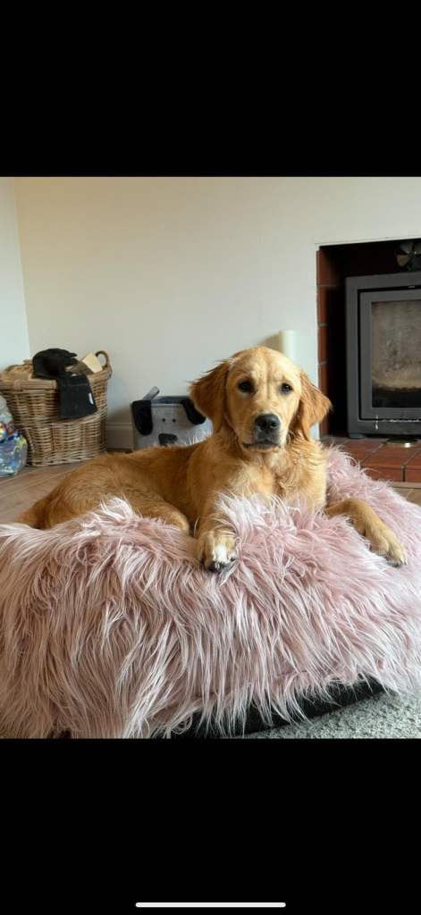 Female Golden Retriever (9 months)