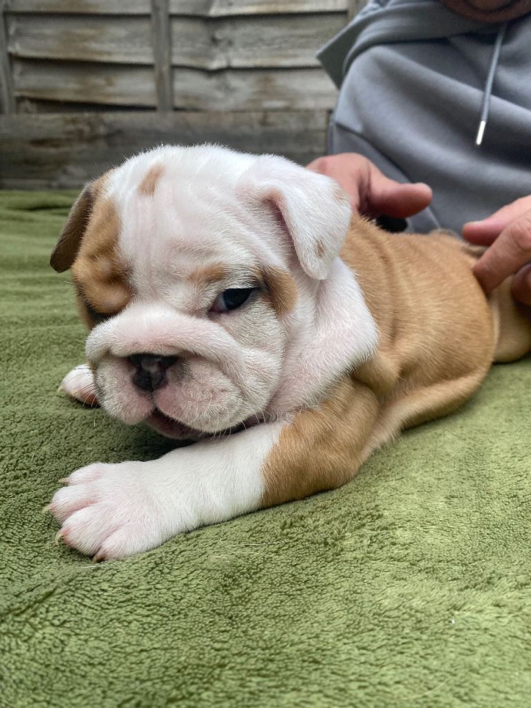 7 WEEK OLD MALE BRITTISH BULLDOGS 