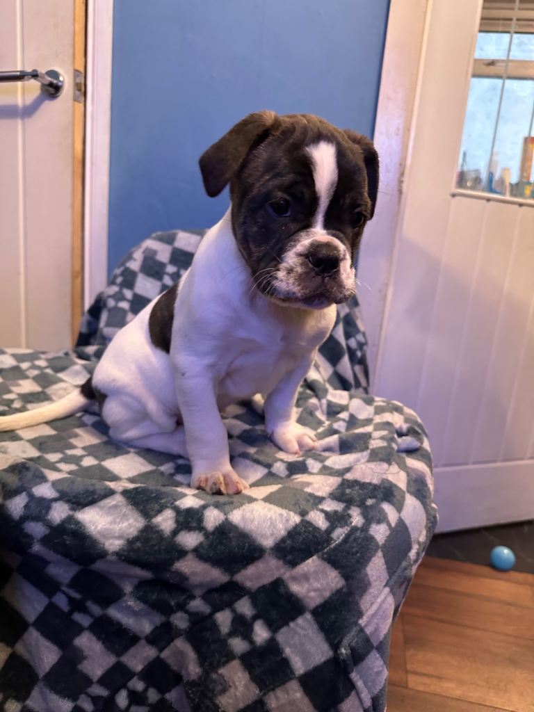 10 week old Dorset old tyme bulldogs 