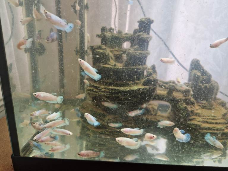 Red Tail Rainbow Fish, Siamese fighting fish (Betta) £5 Each - Full Setup Available