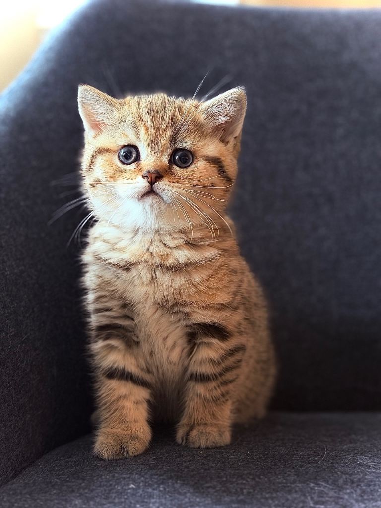 TICA BSH /BLH Kittens