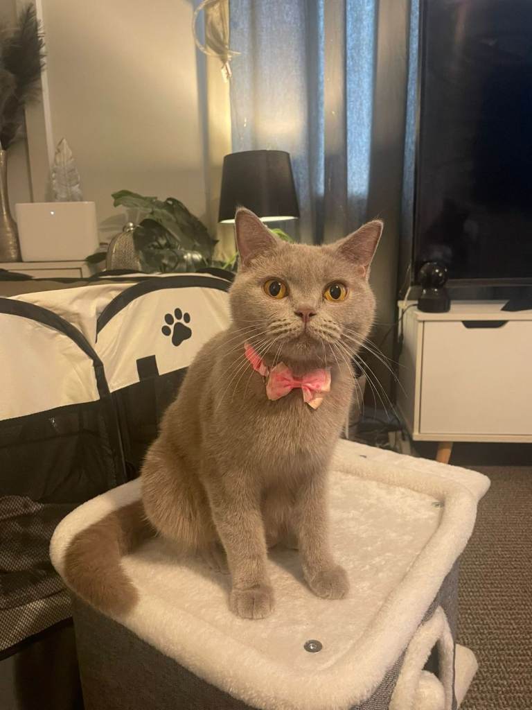 BSH LILAC FEMALE ACTIVE REGISTERED 