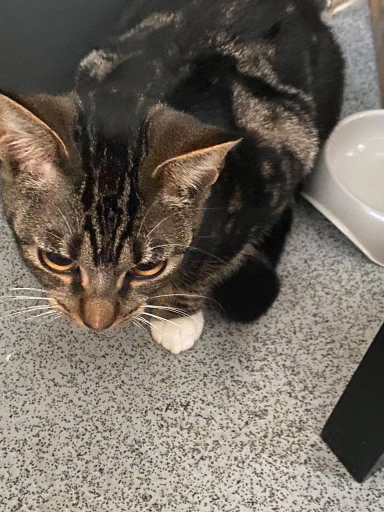 Cute tabby for loving home